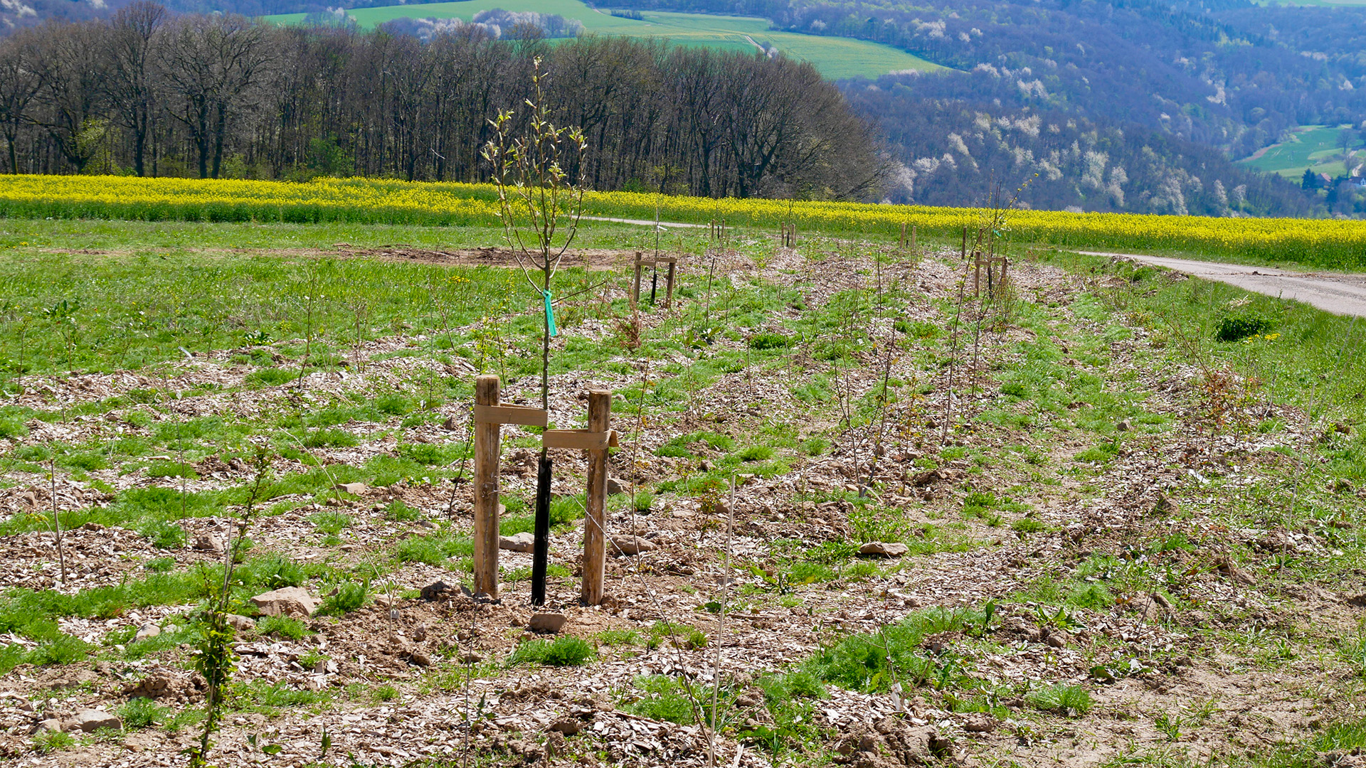 baum sommer